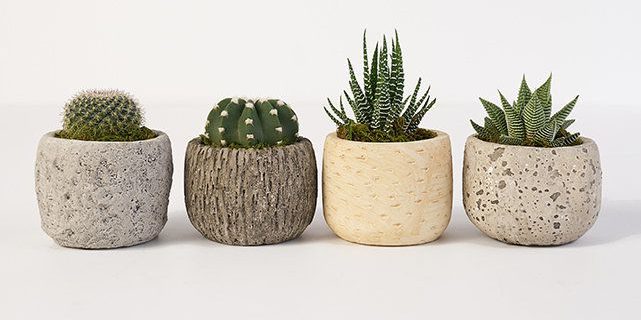 Inexpensive Hostess Gifts 2024: Succulent Plants 2024